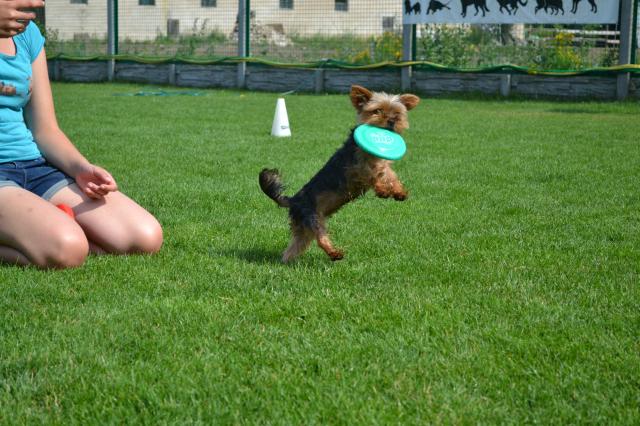 Wpis dogfrisbeefun