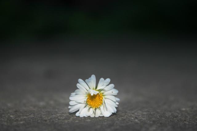 Monotonia
