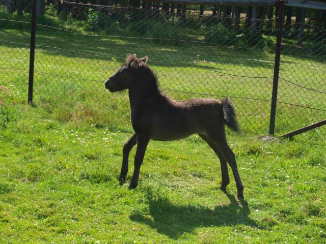 konik