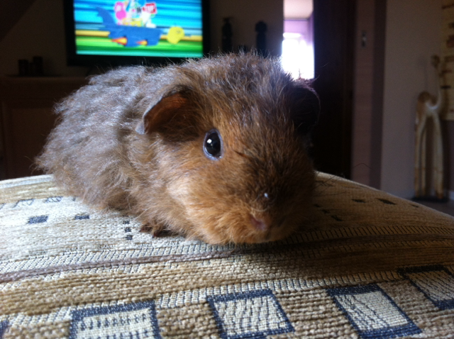 Wpis chubbybunnyy