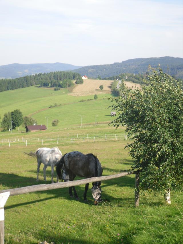 Konie na wzgrzu :)