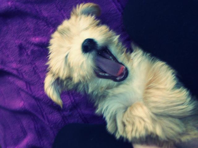 Teddy 