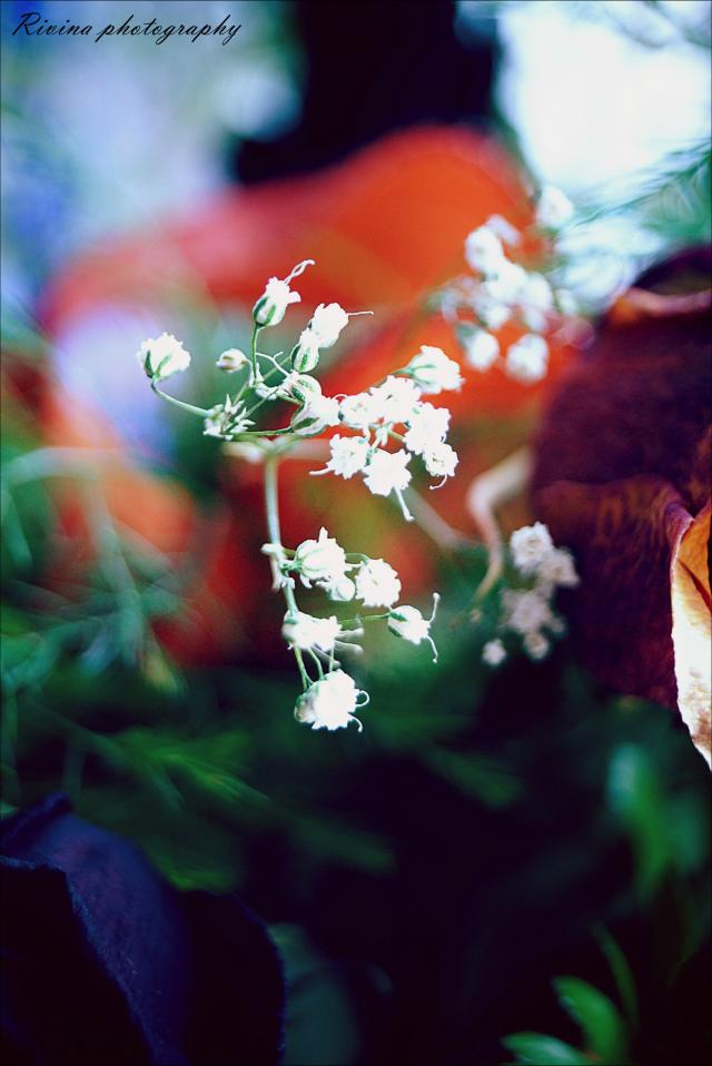 Wpis rivinaphotography