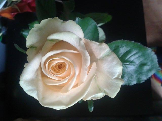 Cream  Rose @->----