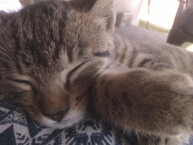 Wpis pparabataii