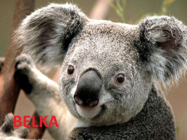 BELKA