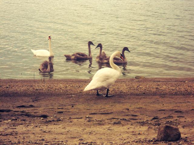 swans.