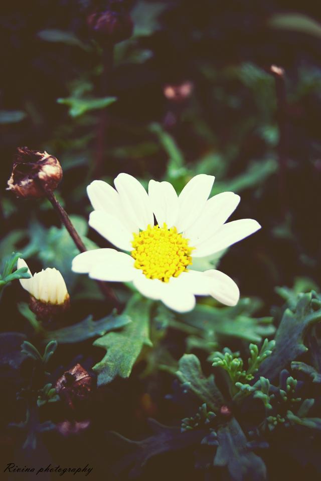 Wpis rivinaphotography