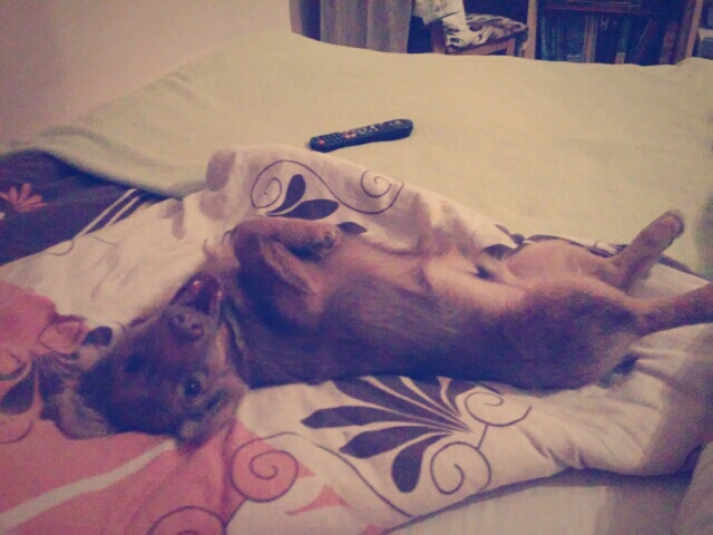 Wpis carriolaa