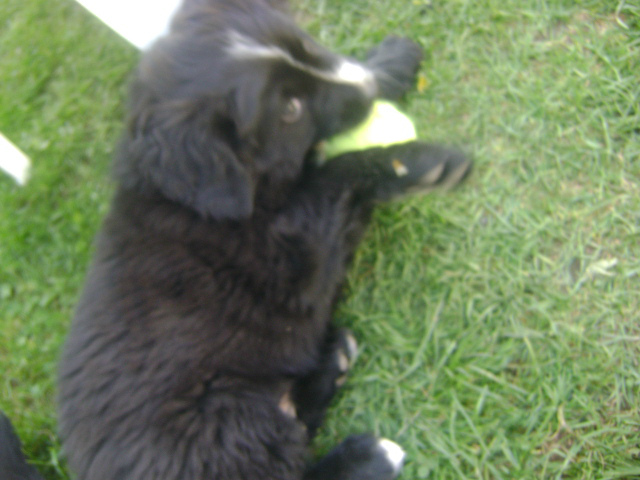 Mj may sodziak :3