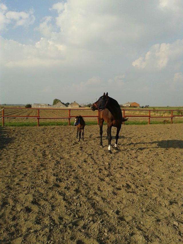 Wpis calliope89