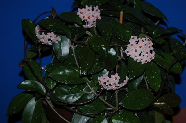 Hoja  Prywaty 