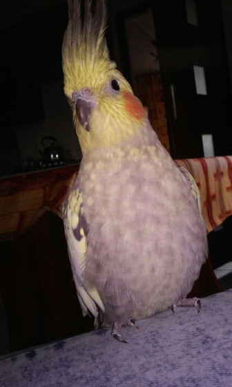 Wpis maladesmentaux