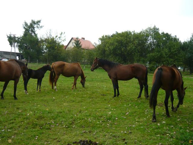 Stadko