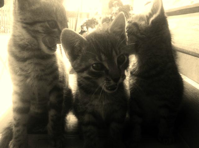 o te kotiaki  :*