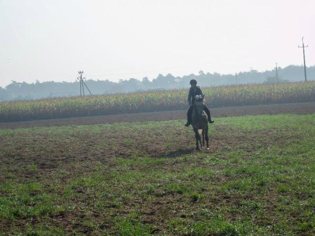 Wpis horsesmyloveforever