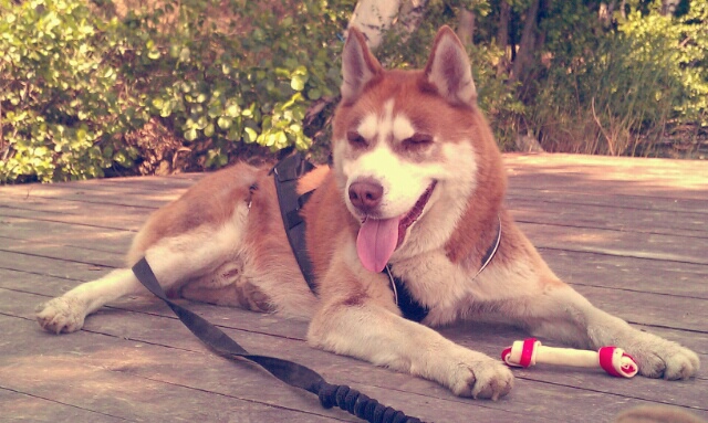 Wpis thorgilarica