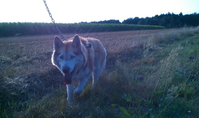 Wpis thorgilarica