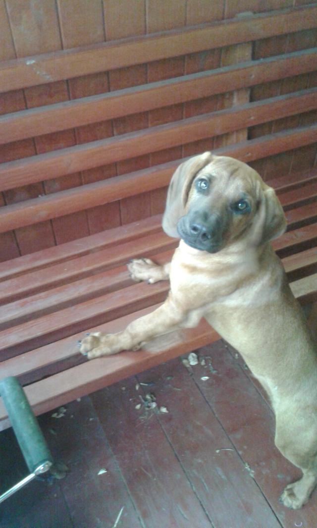 Brutus :*