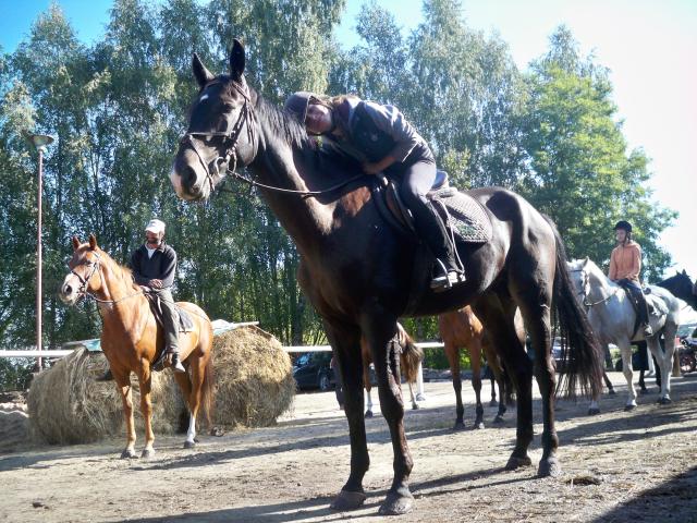 Wpis horsesmyloveforever