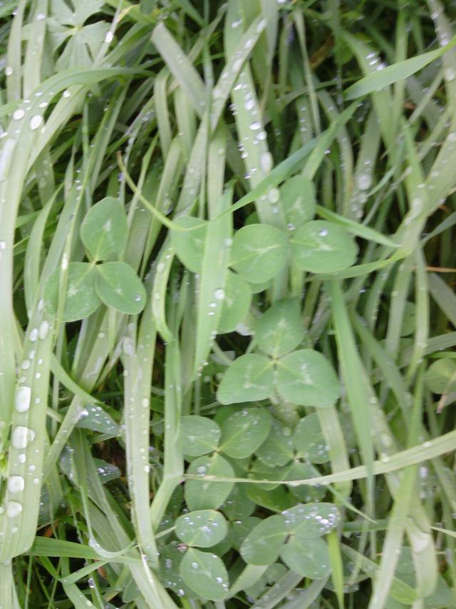 Dew on the clover  :)