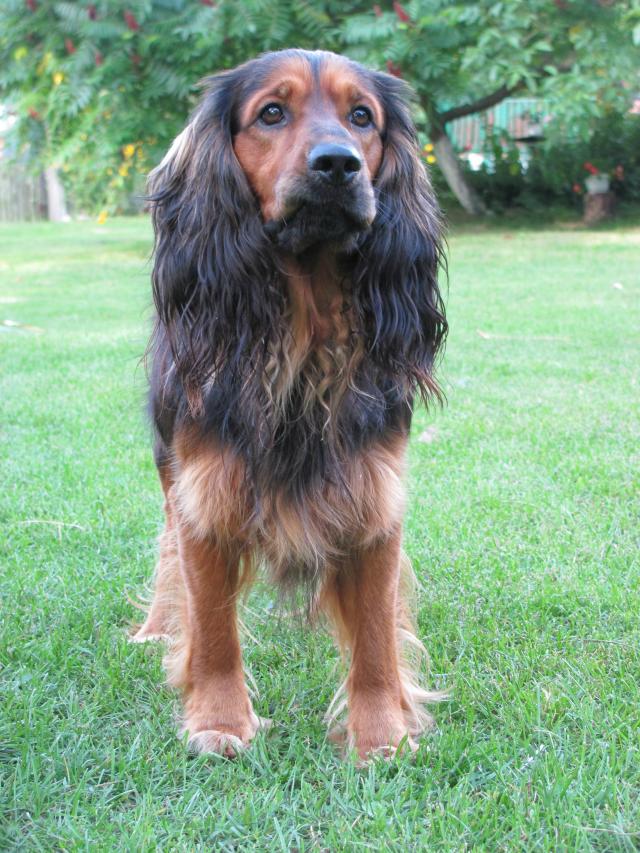 Bongo
