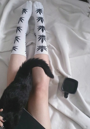 #2. cat.