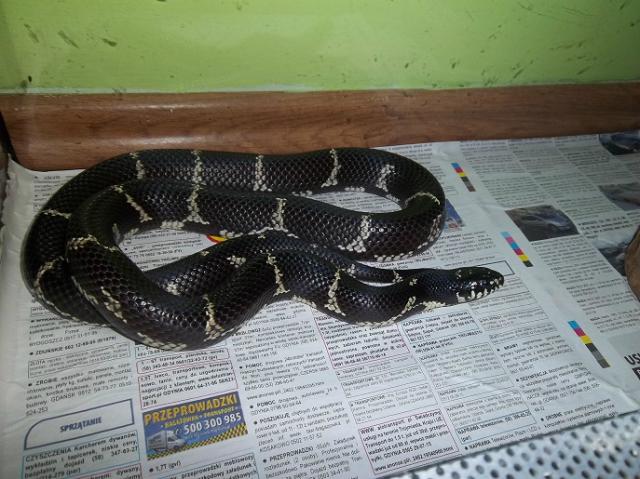 Lampropeltis getula getula