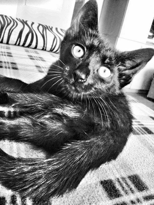 #kote
