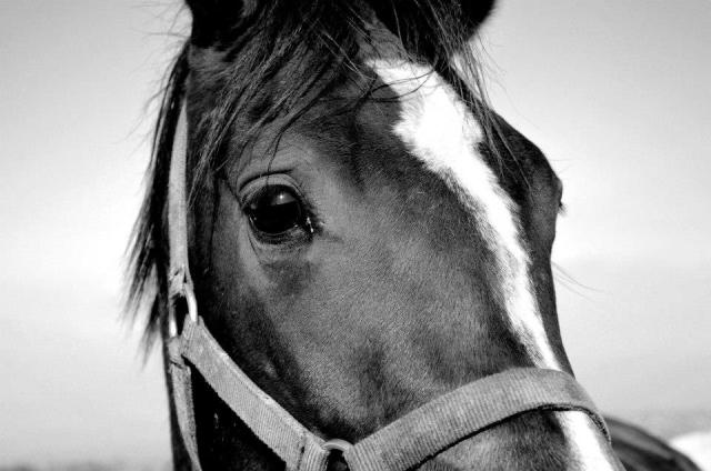 Arabian 