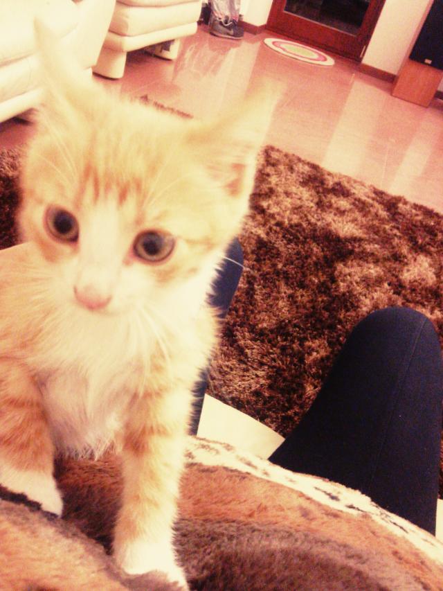 Wpis guusiiaa