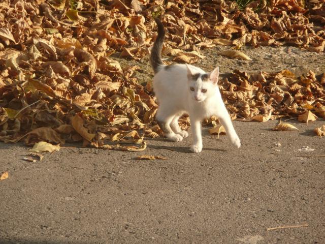 Benek Jr :)
