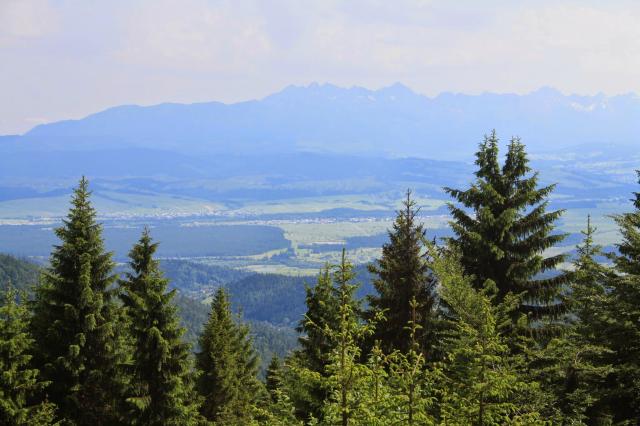 Turbacz