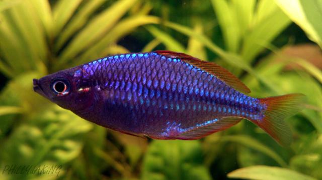 Tczanka Neonowa