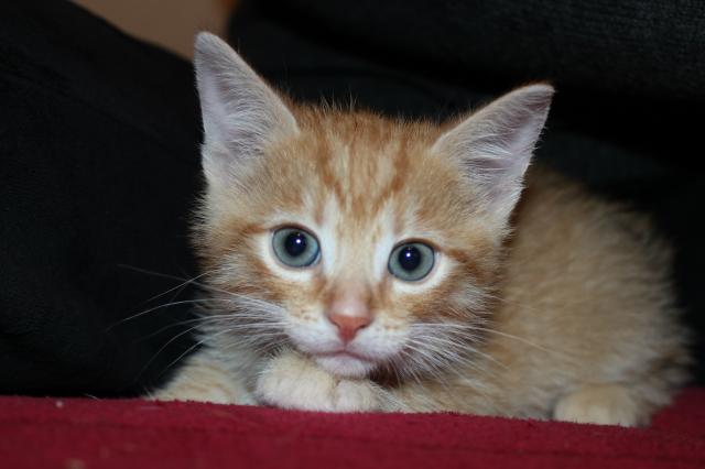 Tofik