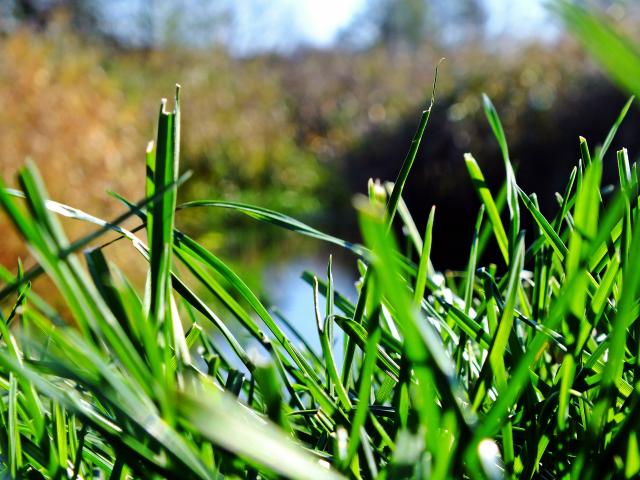 Grass