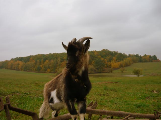 Matolino