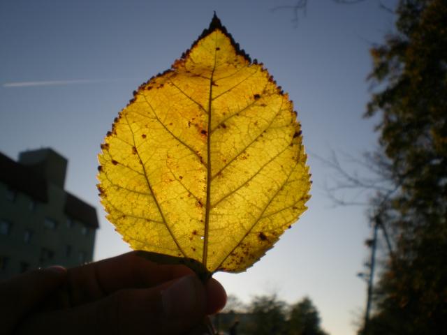 zdjcia lici ;D