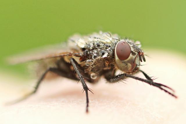 BzzzZZT!