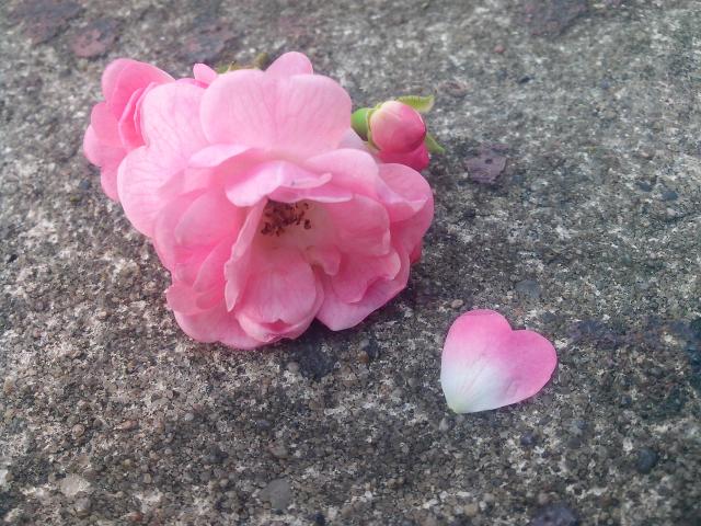 Wpis cherryrosia