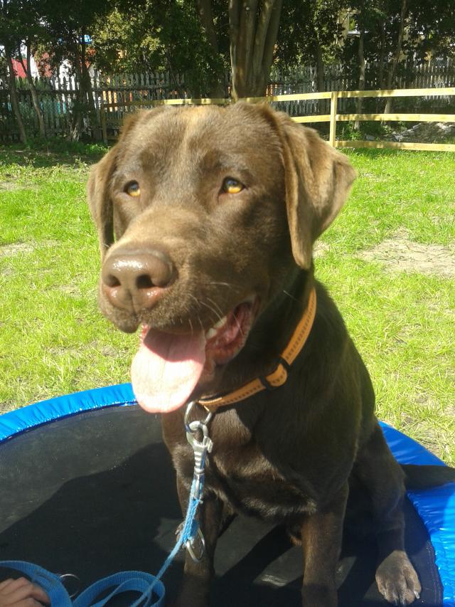 Darley