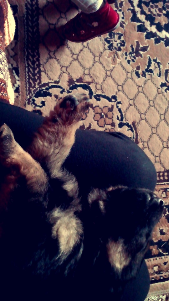 Wpis oggxd