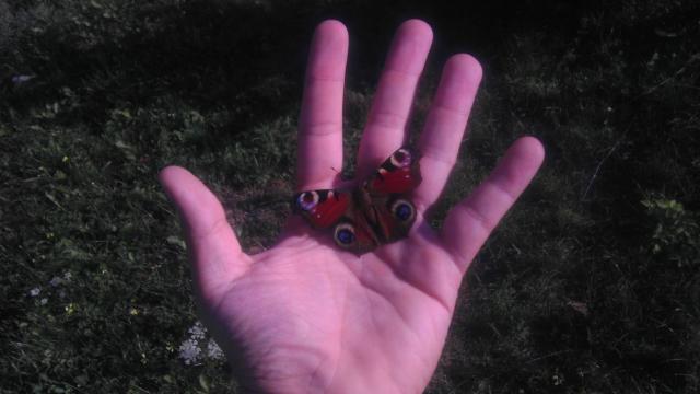 Wpis tygryni0