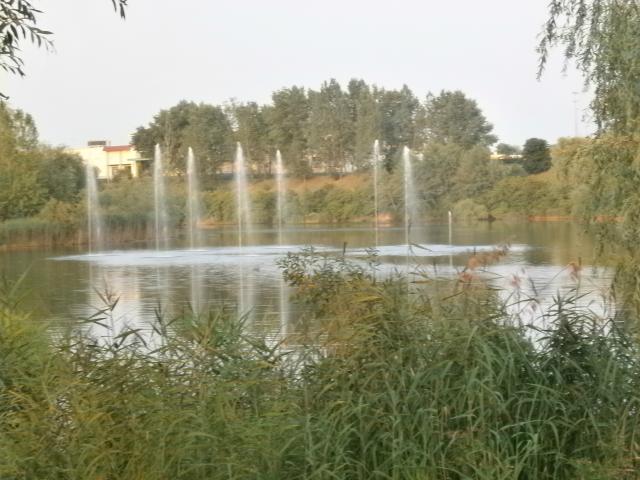 Wpis brevisvita