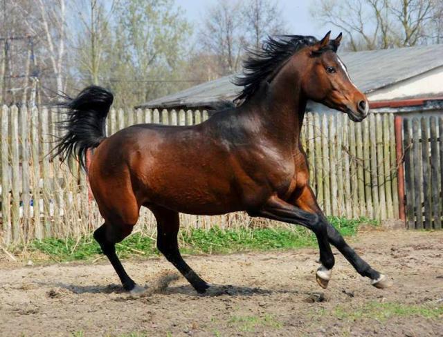 Zithar