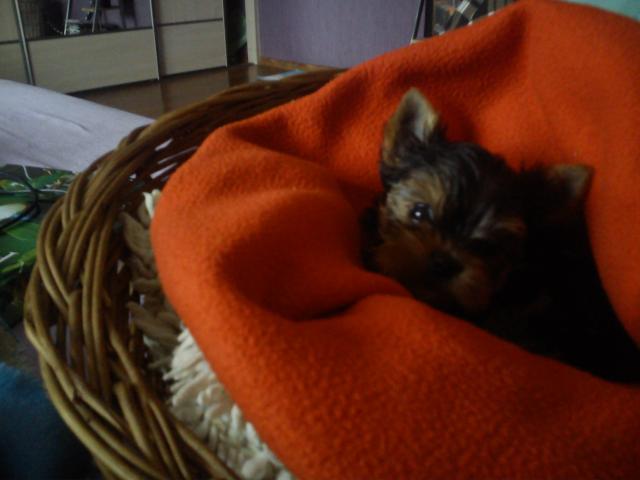 ##mikulek