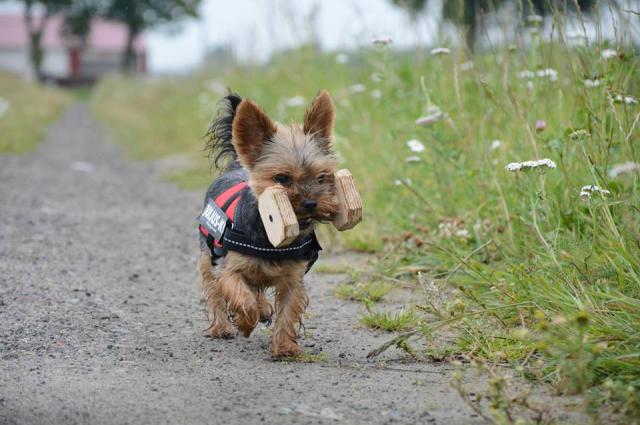 Wpis dogfrisbeefun