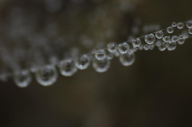 Wpis margherite