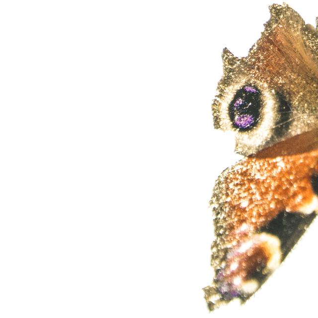 Peacock butterfly