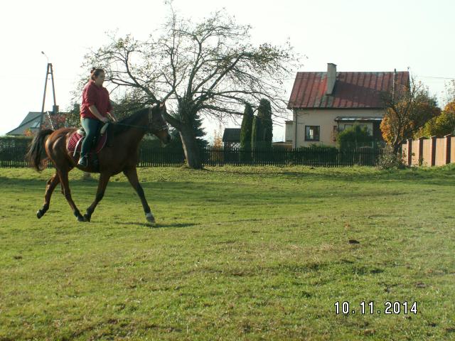 Wpis caballo17